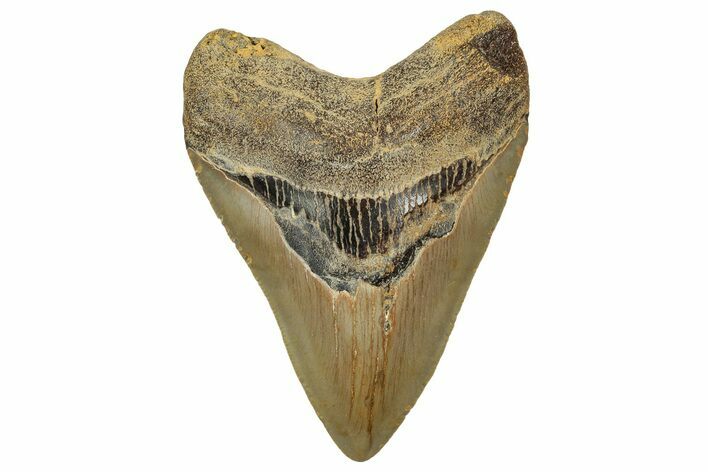 Fossil Megalodon Tooth - North Carolina #328258